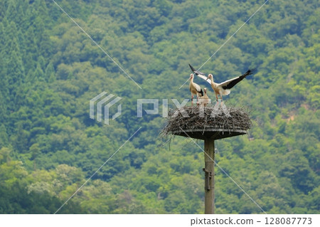 A stork chick practices flapping its wings as it will soon leave the nest. 128087773