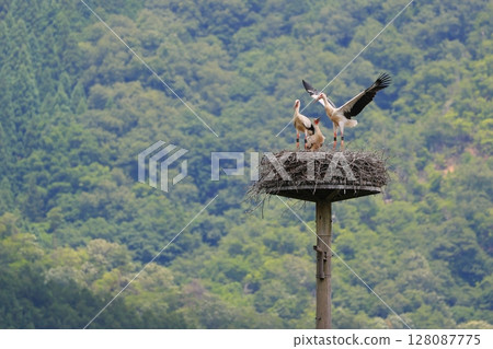 A stork chick practices flapping its wings as it will soon leave the nest. 128087775