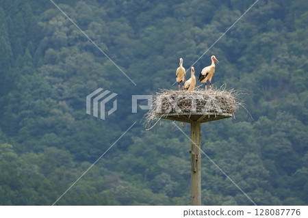 Stork chicks waiting for their parents to return 128087776