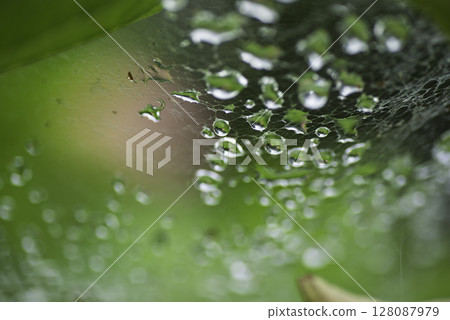 Close-up of water droplets on a web with green natural background 128087979