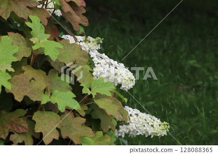 White hydrangea flowers blooming in a park in early summer 128088365