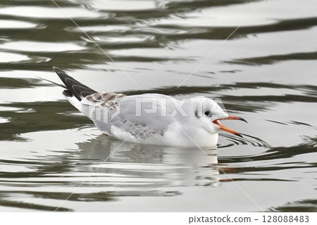 Black-headed gull floating on the surface of the water 128088483