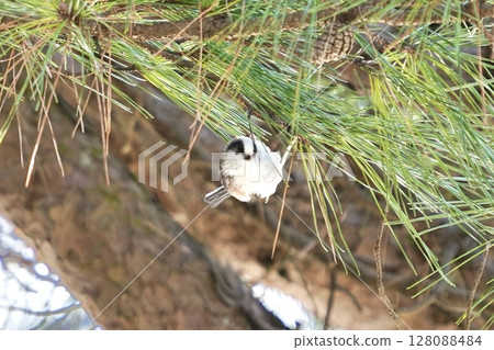 A long-tailed tit resting on pine needles A long-tailed tit resting on pine needles 128088484