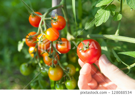 Harvesting mini tomatoes 128088534