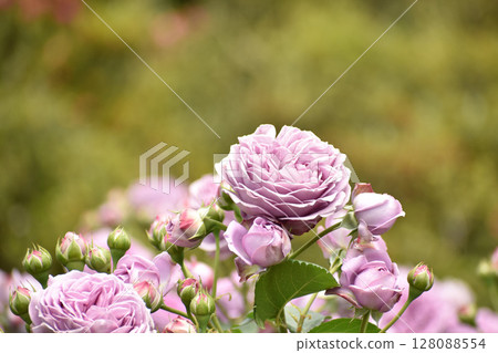 Purple spring roses Purple spring roses 128088554
