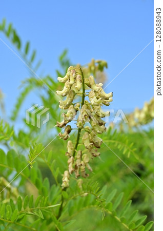 苦參（豆科）多年生植物 128088943