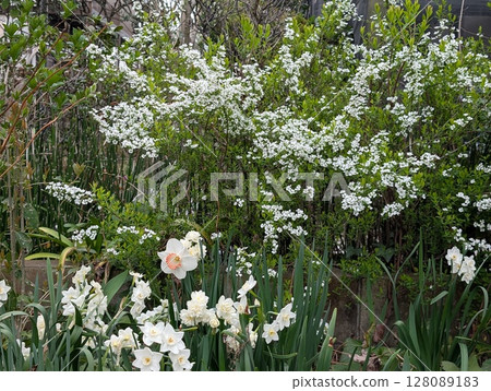 春天花園裡盛開的白水仙花和雪柳花 128089183