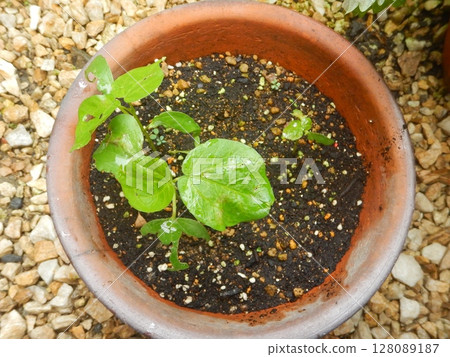 Cotton Cultivation Records 128089187