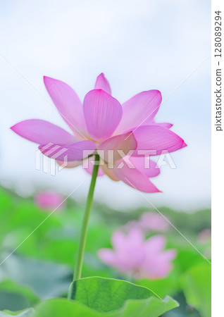 透明粉紅蓮花 128089294