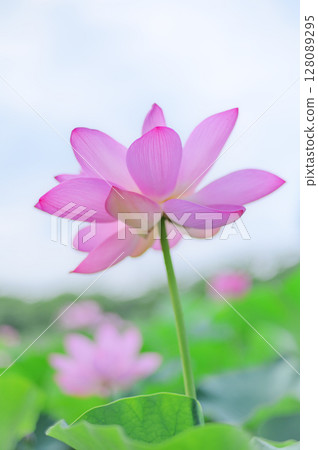 透明粉紅蓮花 128089295