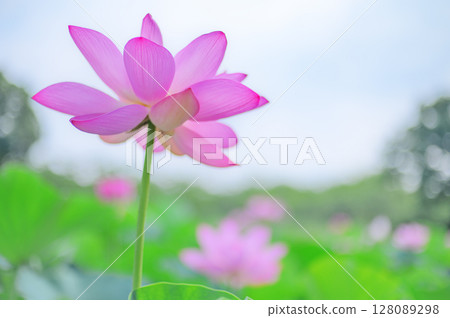 透明粉紅蓮花 透明粉紅蓮花 128089298