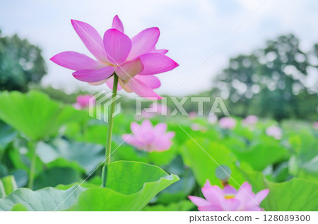 透明粉紅蓮花 128089300