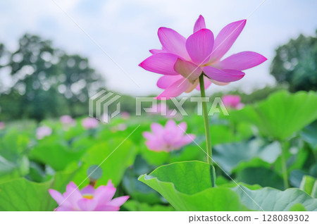 Transparent pink lotus Transparent pink lotus 128089302