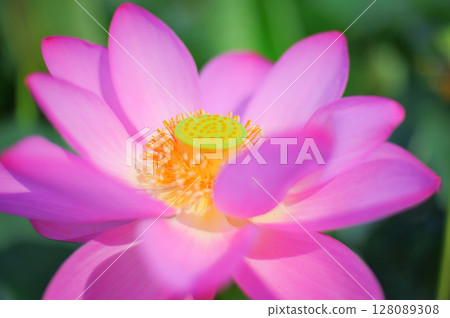 Transparent pink lotus Transparent pink lotus 128089308