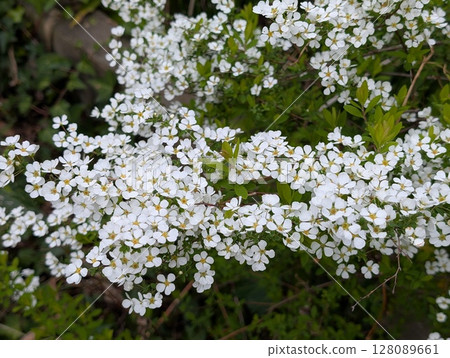春天花園裡盛開的小白色氣孔花 128089661