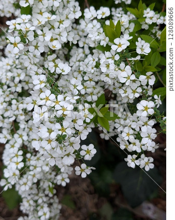 Small white spiracle flowers blooming in a spring garden 128089666