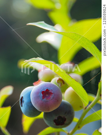 成熟的藍莓和晨曦 成熟的藍莓和晨曦 128089824