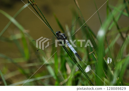 A male common skimmer with green compound eyes is resting on the grass. A male common skimmer with green compound eyes is resting on the grass. 128089829