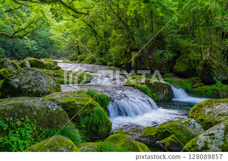 (Kumamoto Prefecture) Kikuchi Valley Hirokawara 128089857