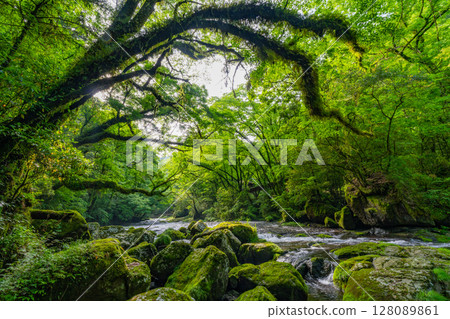 (Kumamoto Prefecture) Kikuchi Valley Hirokawara (Kumamoto Prefecture) Kikuchi Valley Hirokawara 128089861
