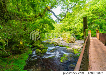 (Kumamoto Prefecture) Kikuchi Valley Hirokawara 128089874