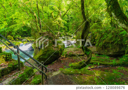 (Kumamoto Prefecture) Kikuchi Valley Hirokawara (Kumamoto Prefecture) Kikuchi Valley Hirokawara 128089876