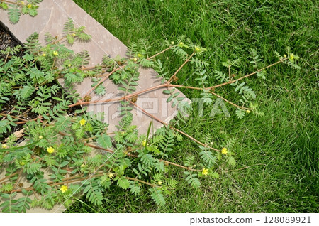 Tribulus terrestris (family Tribulariaceae) annual plant Tribulus terrestris (family Tribulariaceae) annual plant 128089921