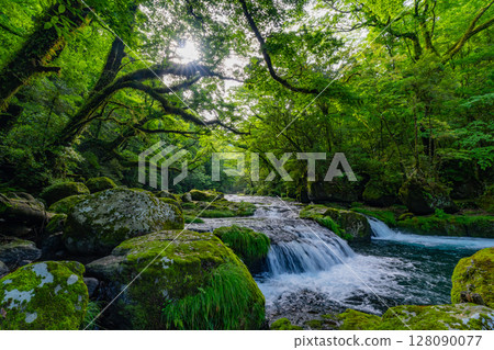 (Kumamoto Prefecture) Kikuchi Valley: Beautiful fresh greenery at Hirokawara 128090077