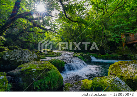 (Kumamoto Prefecture) Kikuchi Valley: Beautiful fresh greenery at Hirokawara 128090078