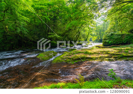 (Kumamoto Prefecture) Kikuchi Valley: Beautiful fresh greenery at Hirokawara 128090091