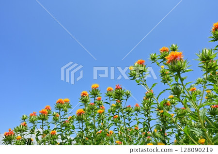 Safflower (Asteraceae) flower field and clear sky Safflower (Asteraceae) flower field and clear sky 128090219