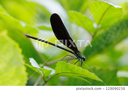 Hagorotombo stopping on the leaves Hagorotombo stopping on the leaves 128090238