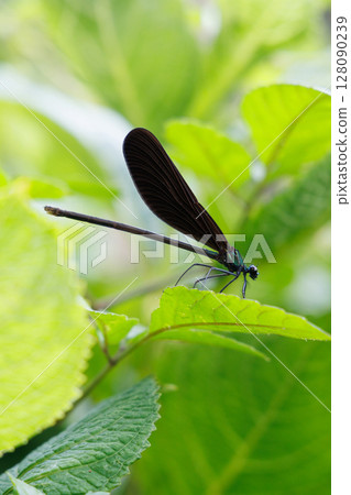 Hagorotombo stopping on the leaves Hagorotombo stopping on the leaves 128090239