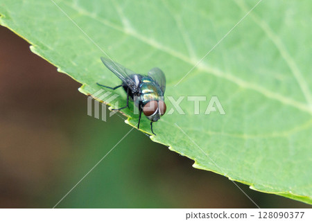 A blowfly resting on a leaf 128090377