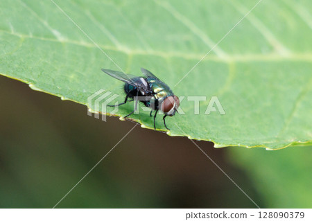 A blowfly resting on a leaf 128090379