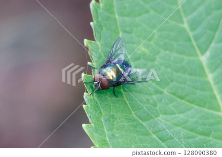 A blowfly resting on a leaf A blowfly resting on a leaf 128090380