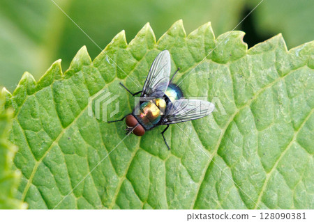 A blowfly resting on a leaf 128090381