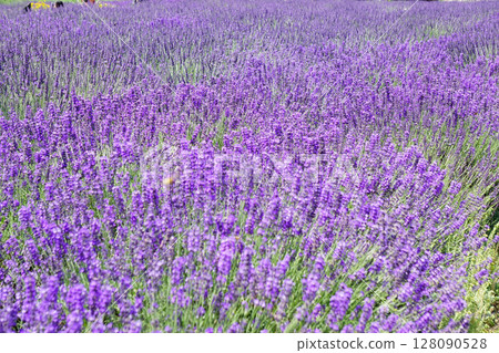 Lavender flowers Lavender flowers 128090528