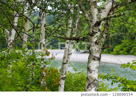 White birch and the Azusa River, a cool summer scene in Kamikochi White birch and the Azusa River, a cool summer scene in Kamikochi 128090554