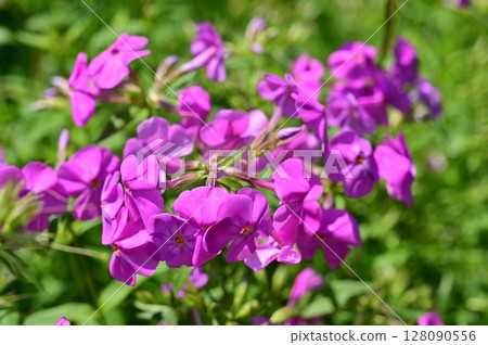 Phlox lorina bilviker (Polemonaceae) 128090556