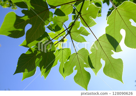 Fresh green leaves under the sun 128090626