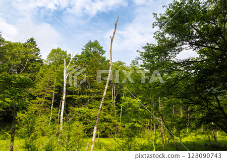 上高地的深綠色和倒下的樹木 | 初夏的森林風景 128090743