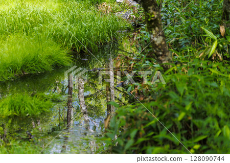 Deep green and fallen trees in Kamikochi | Early summer forest scenery Deep green and fallen trees in Kamikochi | Early summer forest scenery 128090744