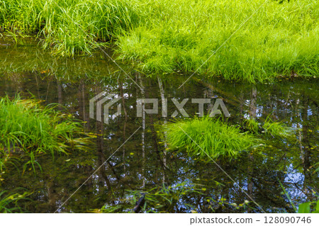 上高地的深綠色和倒下的樹木 | 初夏的森林風景 上高地的深綠色和倒下的樹木 | 初夏的森林風景 128090746