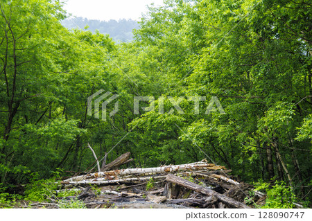 上高地的深綠色和倒下的樹木 | 初夏的森林風景 上高地的深綠色和倒下的樹木 | 初夏的森林風景 128090747