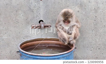 Perplexed monkey 128090956