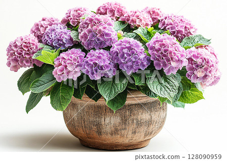 Big Hydrangea bush in rustic pot with fleshy leaves and pink flowers on a white background. 128090959