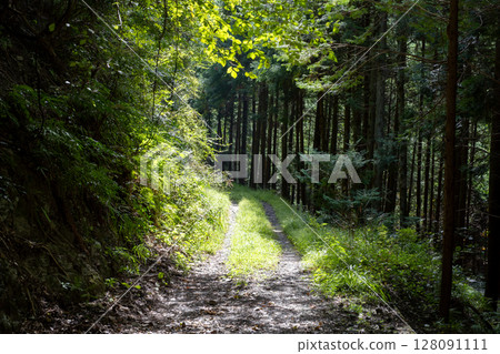東京的森林之路 - 日本東京西多摩郡日之出町 128091111