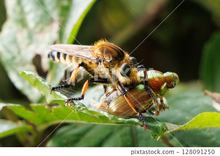 A fly preying on its prey 128091250