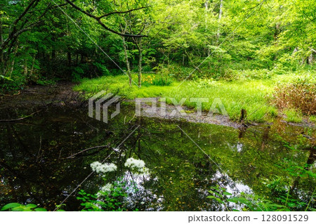 上高地的深綠色｜初夏的森林風景 128091529